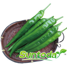 Suntoday green tolerant to heat very pungent hot chiili pepper seeds(21005)